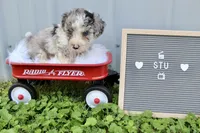 Stu, a male Poochon for sale in Louisa, KY – 1 of 5