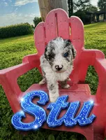 Stu, a male Poochon for sale in Louisa, KY – 2 of 5