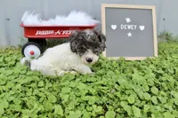 Dewey , a male Poochon for sale in Louisa, KY – 4 of 5