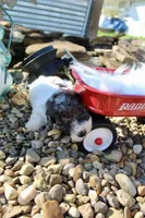 Dewey , a male Poochon for sale in Louisa, KY – 2 of 5