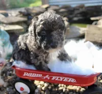 Billy, a male Poochon for sale in Louisa, KY – 2 of 4