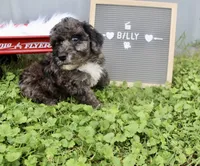 Billy, a male Poochon for sale in Louisa, KY – 1 of 4