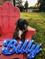 Billy, a male Poochon for sale in Louisa, KY – 4 of 4