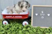 Stu, a male Poochon for sale in Louisa, KY – 5 of 5