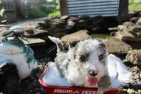 Stu, a male Poochon for sale in Louisa, KY – 4 of 5