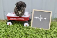 Billy, a male Poochon for sale in Louisa, KY – 3 of 4