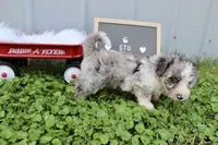 Stu, a male Poochon for sale in Louisa, KY – 3 of 5