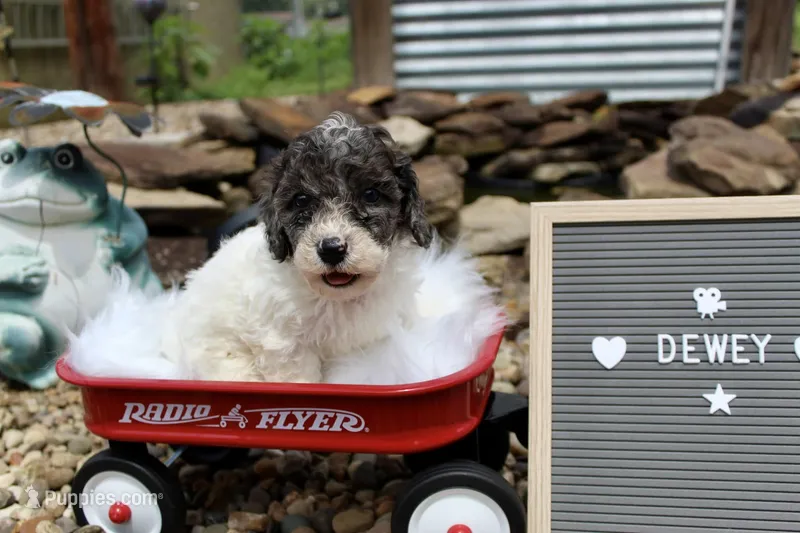 Dewey  – Poochon puppy for sale in Louisa, KY