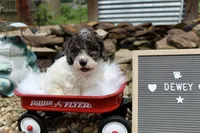 Dewey , a male Poochon for sale in Louisa, KY – 1 of 5