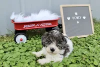 Dewey , a male Poochon for sale in Louisa, KY – 3 of 5