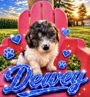 Dewey , a male Poochon for sale in Louisa, KY – 5 of 5