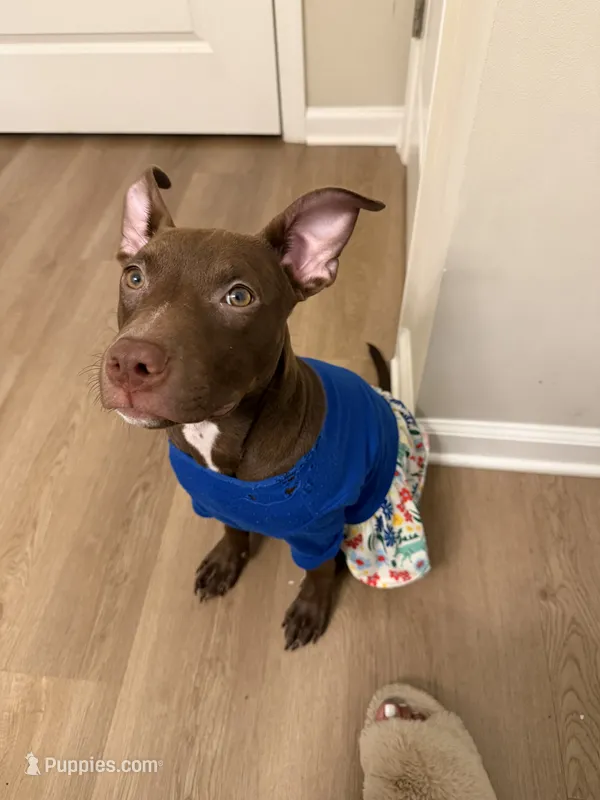 Bella J – American Pit Bull Terrier puppy for sale in Dacula, GA