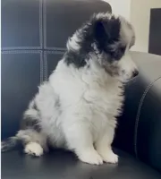 Sheltie Puppy, a female Shetland Sheepdog for sale in Timnath, CO – 2 of 4