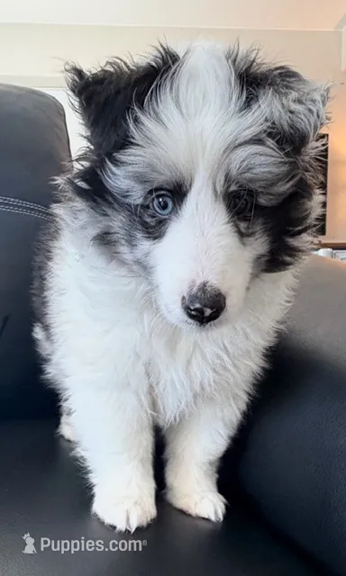 Sheltie Puppy – Shetland Sheepdog puppy for sale in Timnath, CO