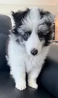 Sheltie Puppy, a female Shetland Sheepdog for sale in Timnath, CO – 1 of 4
