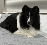 Sheltie Puppy, a female Shetland Sheepdog for sale in Timnath, CO – 4 of 4