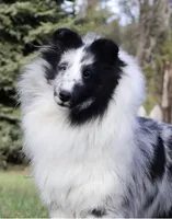 Sheltie Puppy, a female Shetland Sheepdog for sale in Timnath, CO – 3 of 4