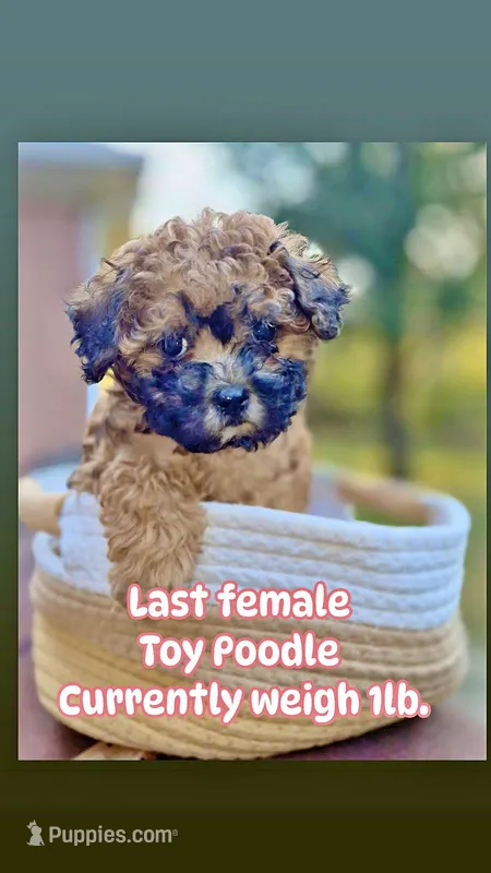 Prue – Poodle - Toy  puppy for sale in Memphis, TN