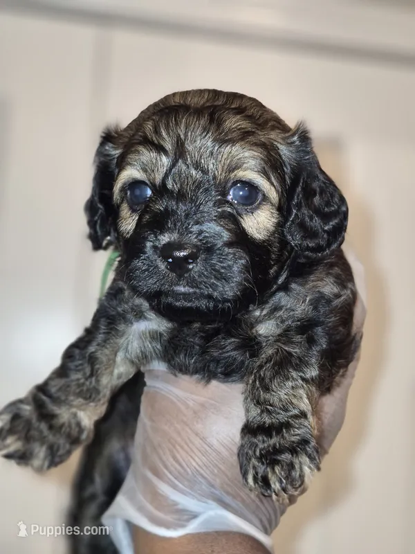 Enzo – Maltipoo, Poodle - Toy  puppy for sale in Memphis, TN
