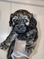 Enzo, a male Maltipoo and Poodle - Toy  for sale in Memphis, TN – 1 of 3