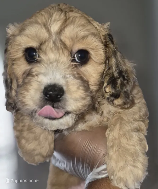Ace – Maltipoo, Poodle - Toy  puppy for sale in Memphis, TN