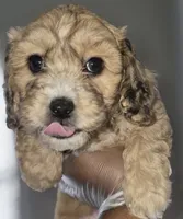 Ace- Price Reduced (Must pay in full), a male Maltipoo and Poodle - Toy  for sale in Memphis, TN – 3 of 9