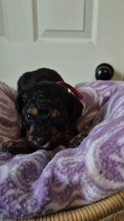 Rocky, a male Poodle - Toy  for sale in Memphis, TN – 5 of 5