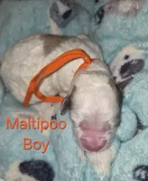 Bolt, a male Maltipoo and Poodle - Toy  for sale in Memphis, TN – 4 of 5