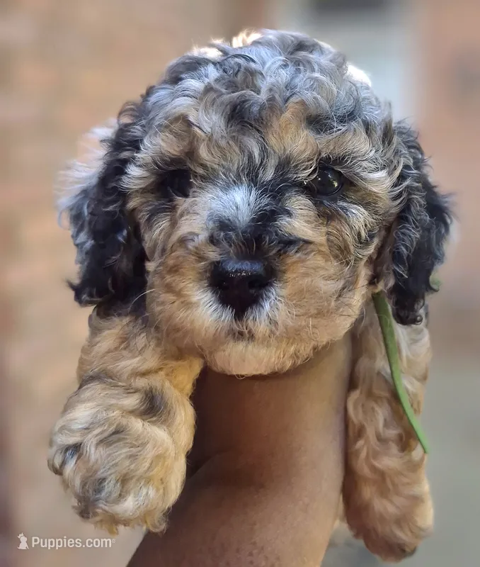 Piper – Poodle - Toy  puppy for sale in Memphis, TN