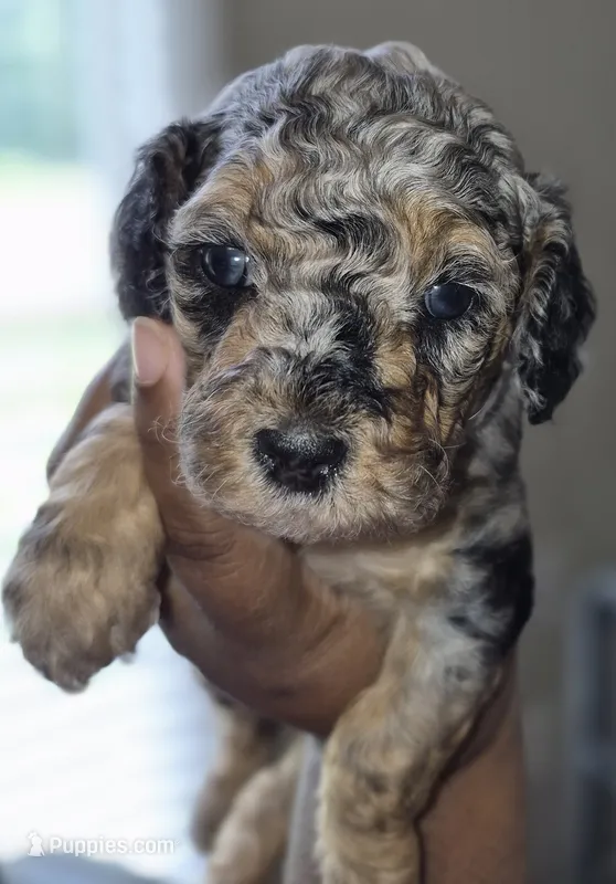Piper – Poodle - Toy  puppy for sale in Memphis, TN