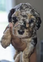 Piper, a female Poodle - Toy  for sale in Memphis, TN – 1 of 4