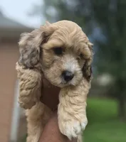 Ace- Price Reduced (Must pay in full), a male Maltipoo and Poodle - Toy  for sale in Memphis, TN – 1 of 9