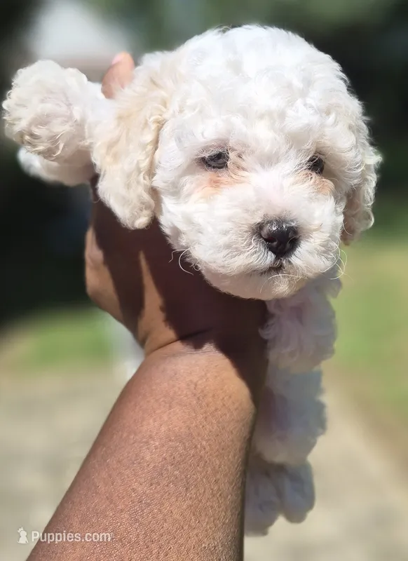 Charm – Poodle - Toy  puppy for sale in Memphis, TN