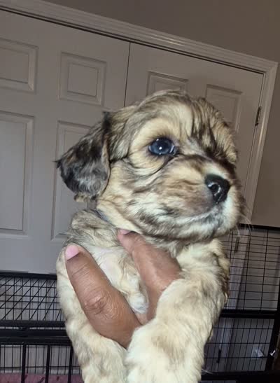 Max, a male Maltipoo and Poodle - Toy  for sale in Memphis, TN – 5 of 5