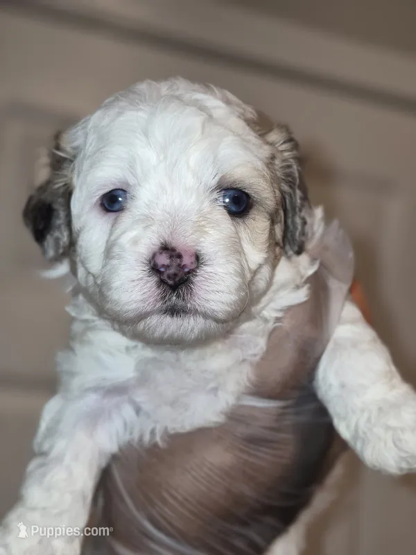 Bolt – Maltipoo, Poodle - Toy  puppy for sale in Memphis, TN