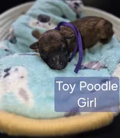 Toy Poodle 2, a female Poodle - Toy  for sale in Memphis, TN – 2 of 2