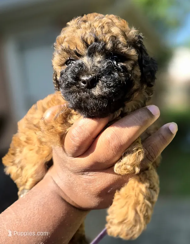 Prue – Poodle - Toy  puppy for sale in Memphis, TN