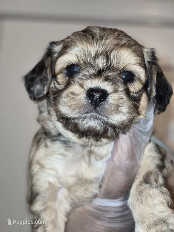 Bear – Maltipoo, Poodle - Toy  puppy for sale in Memphis, TN