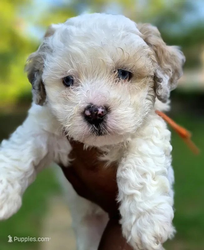 Bolt – Maltipoo, Poodle - Toy  puppy for sale in Memphis, TN
