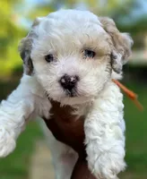 Bolt- Price Reduced (Must pay in full), a male Maltipoo and Poodle - Toy  for sale in Memphis, TN – 4 of 10
