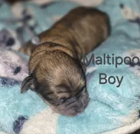 Bear, a male Maltipoo and Poodle - Toy  for sale in Memphis, TN – 2 of 4