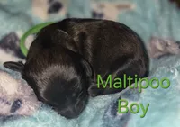 Enzo, a male Maltipoo and Poodle - Toy  for sale in Memphis, TN – 2 of 3