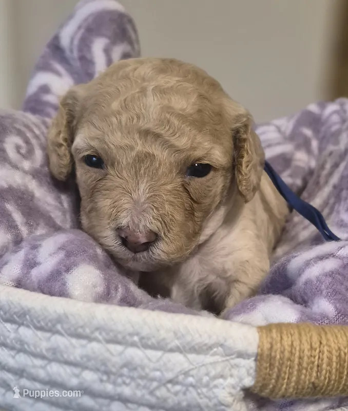 Toy Poodle 4 – Poodle - Toy  puppy for sale in Memphis, TN