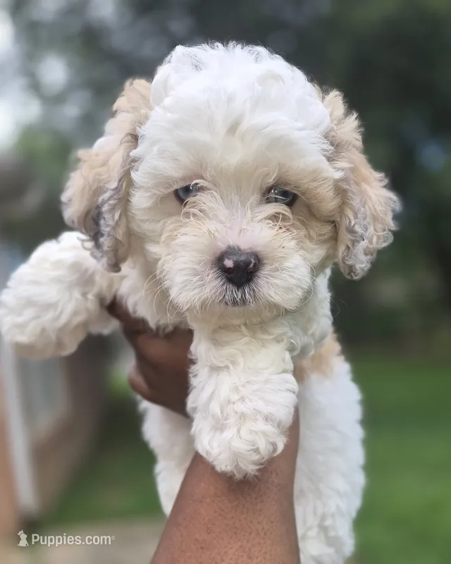 Bolt – Maltipoo, Poodle - Toy  puppy for sale in Memphis, TN