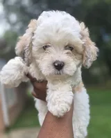 Bolt- Price Reduced (Must pay in full), a male Maltipoo and Poodle - Toy  for sale in Memphis, TN – 1 of 10