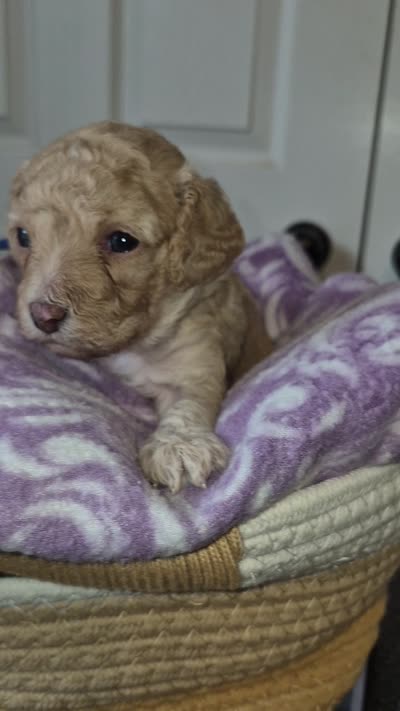 Leo, a male Poodle - Toy  for sale in Memphis, TN – 4 of 4