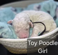 Toy Poodle 3, a female Poodle - Toy  for sale in Memphis, TN – 2 of 2