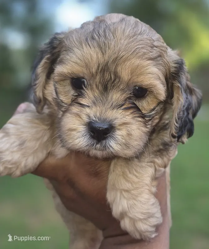Bear – Maltipoo, Poodle - Toy  puppy for sale in Memphis, TN