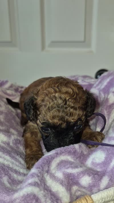 Prue, a female Poodle - Toy  for sale in Memphis, TN – 4 of 4