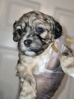 Max, a male Maltipoo and Poodle - Toy  for sale in Memphis, TN – 2 of 5